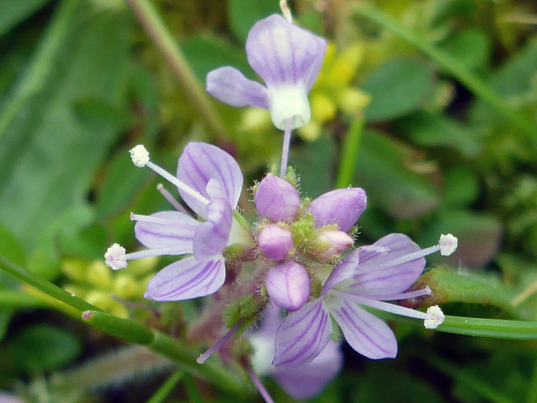 Exserted stamens