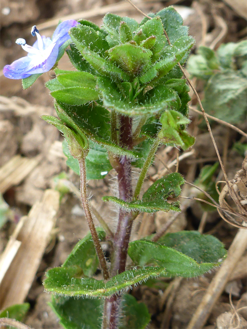 Leaves and flower