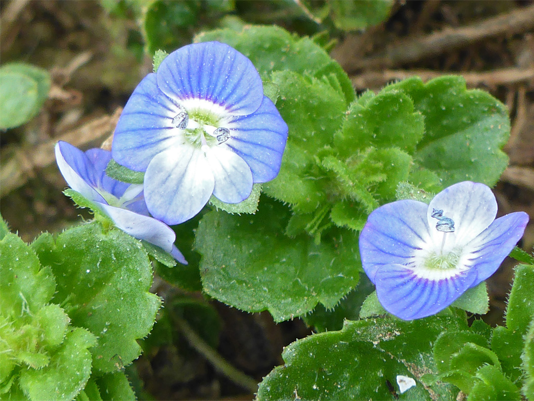 Three flowers