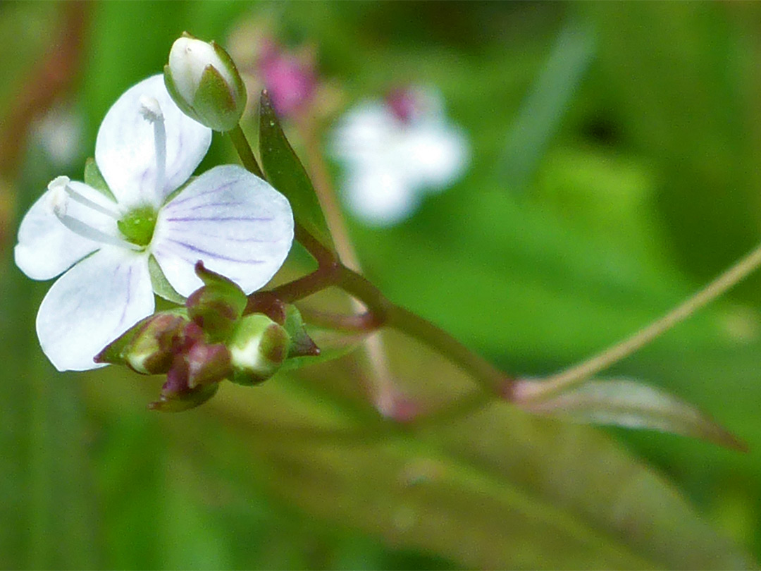 White flower