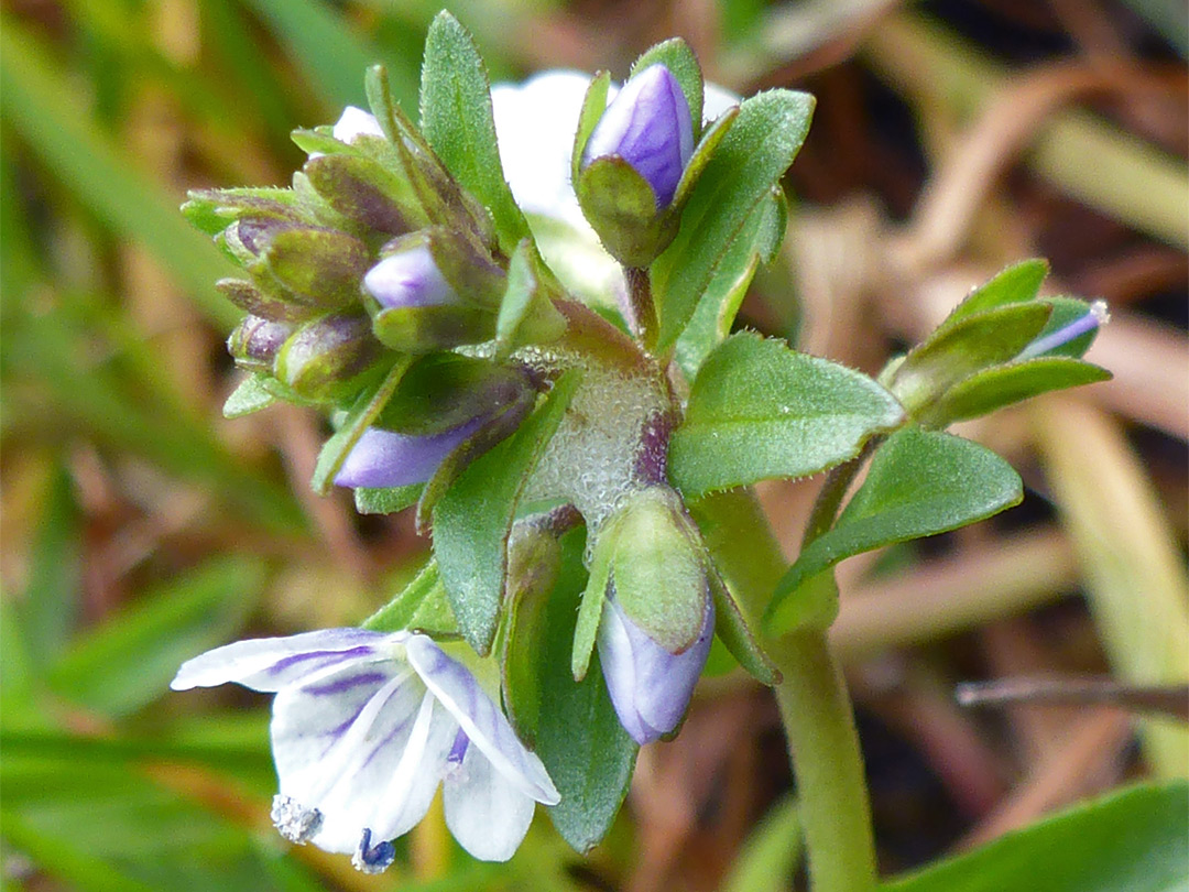 Flowers and buds