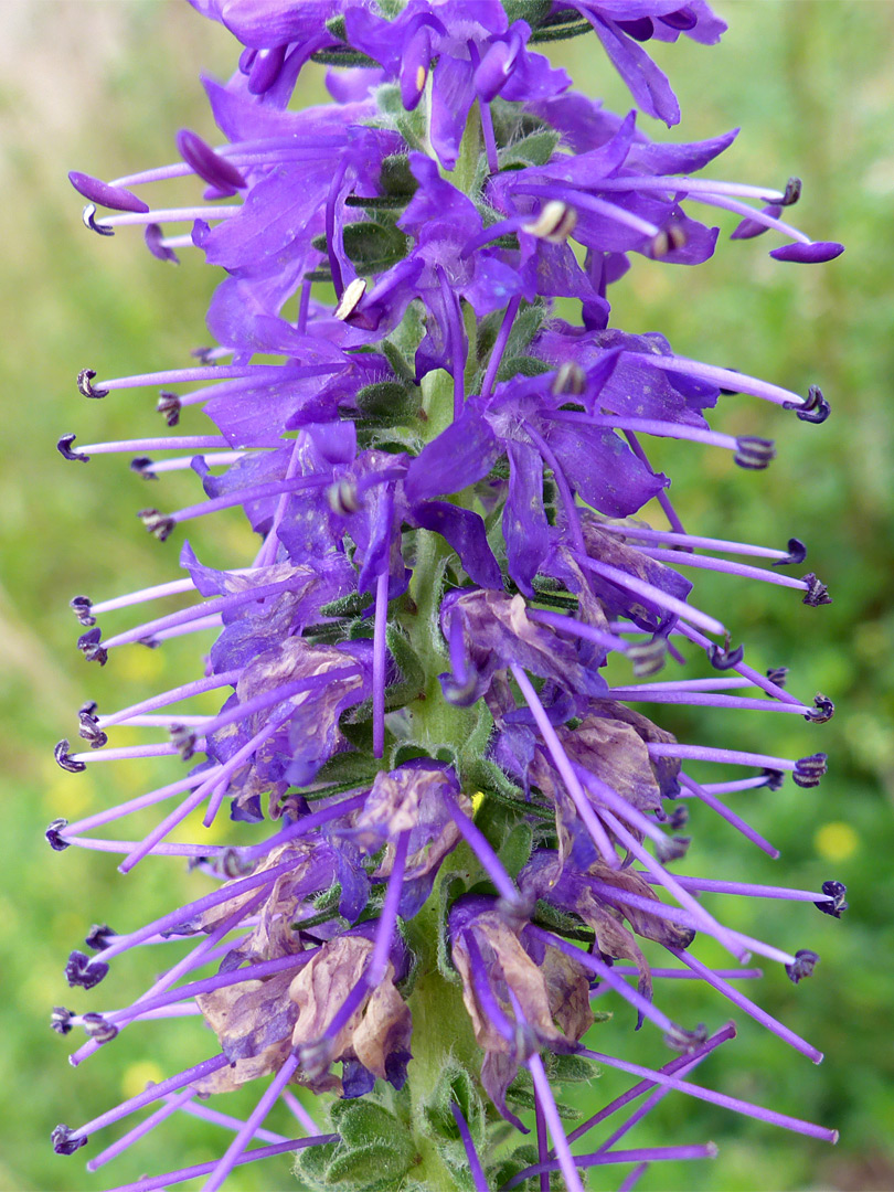 Petals and stamens