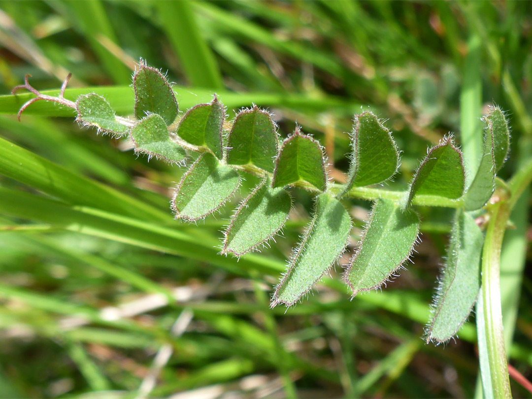 Hairy leaflets