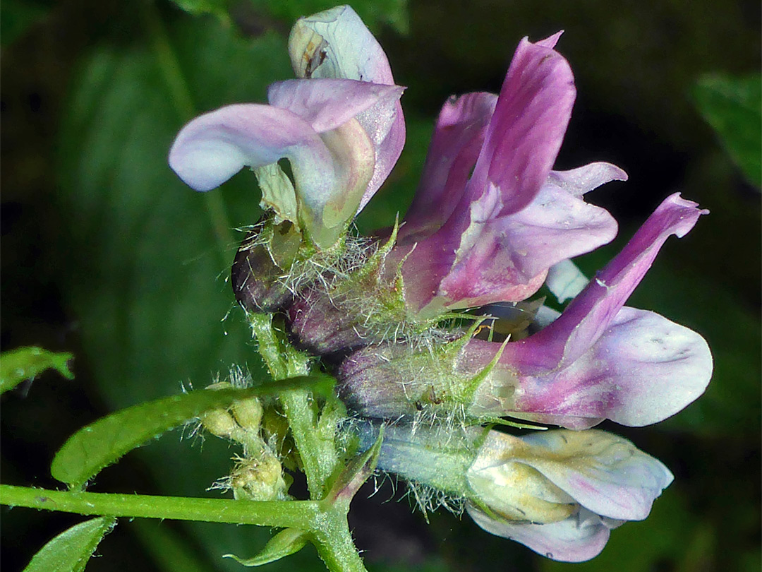 Hairy calyces