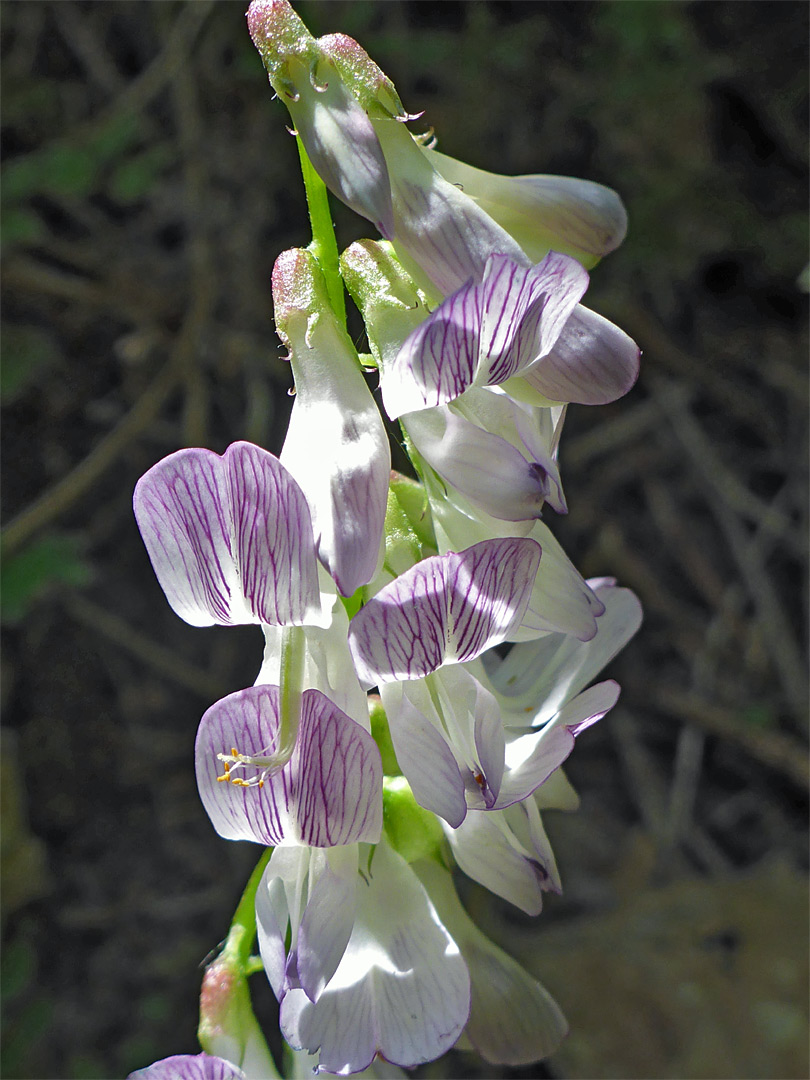 Pendent flowers