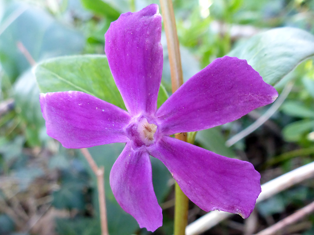 Five-petalled flower