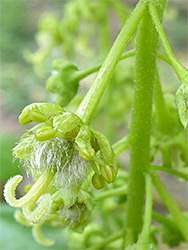 Acer pseudoplatanus