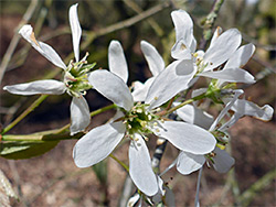 Amelanchier lamarckii