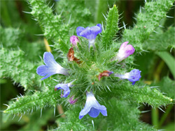 Small bugloss