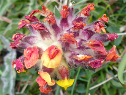 Horseshoe vetch