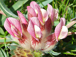 Kidney vetch