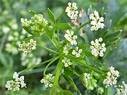 Wild celery