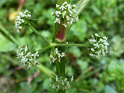 Fool's watercress