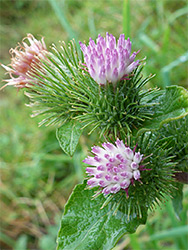 Lesser burdock