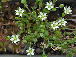 Thyme-leaf sandwort