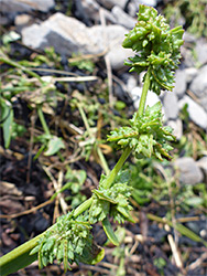 Atriplex glabriuscula