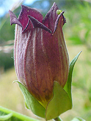 Atropa belladonna