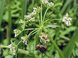 Lesser water-parsnip