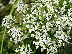 Water parsnip