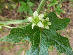 White bryony