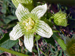 White bryony