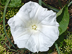 Calystegia silvatica