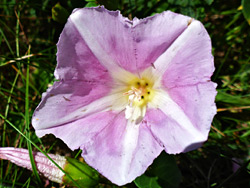 Seashore false bindweed