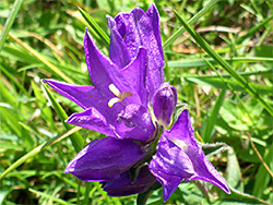 Clustered bellflower