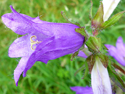 Nettle-leaved bellflower