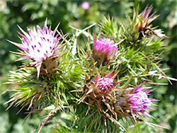 Slender thistle