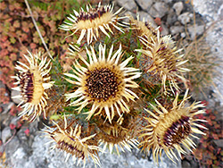 Carline thistle