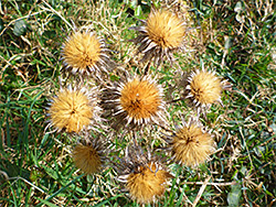 Carline thistle