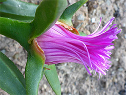 Ice plant