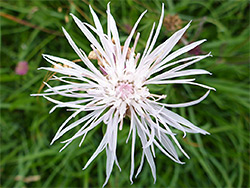 Greater knapweed