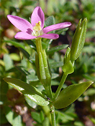 Lesser centaury