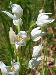 Sword-leaved helleborine