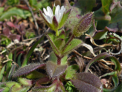 Sea mouse-ear