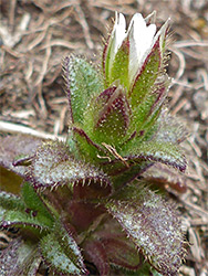 Cerastium pumilum