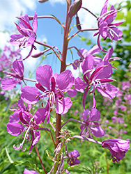 Chamerion angustifolium