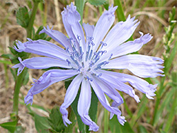 Cichorium intybus