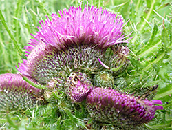 Cristate thistle