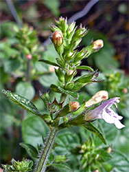 Common calamint