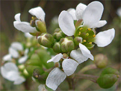 Cochlearia anglica