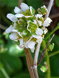 Common scurvygrass