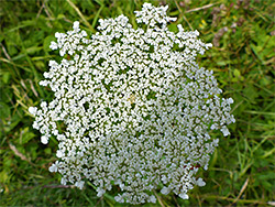 Wild carrot