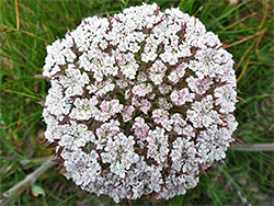 Wild carrot