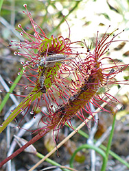 Drosera anglica