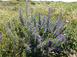 Bugloss