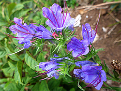 Echium vulgare