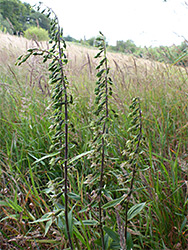 Broad-leaved helleborine